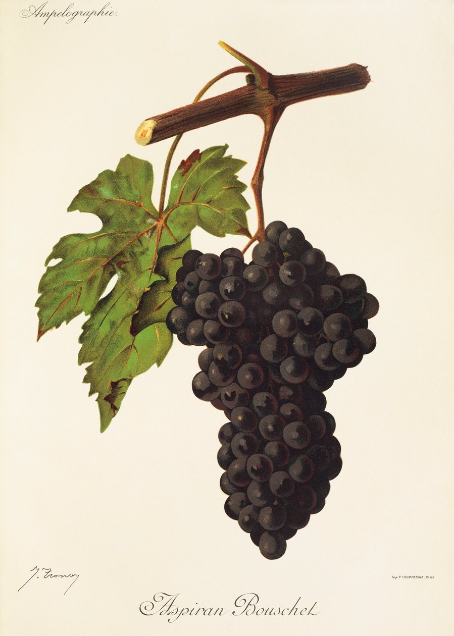Uva Aspiran Bouschet de J. Troncy de Jules Troncy