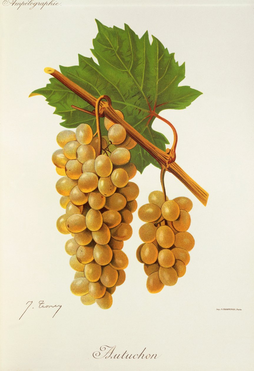 Uva autuchon por J. Troncy de Jules Troncy