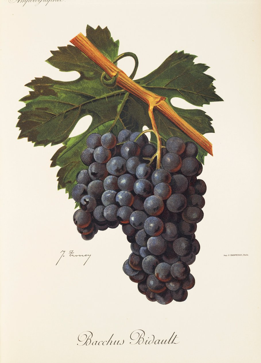 Uva Bacchus Bidault por J. Troncy de Jules Troncy