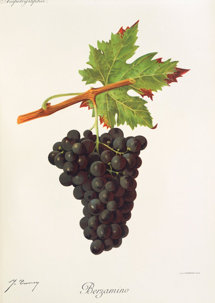 Uva Berzamino de J. Troncy de Jules Troncy
