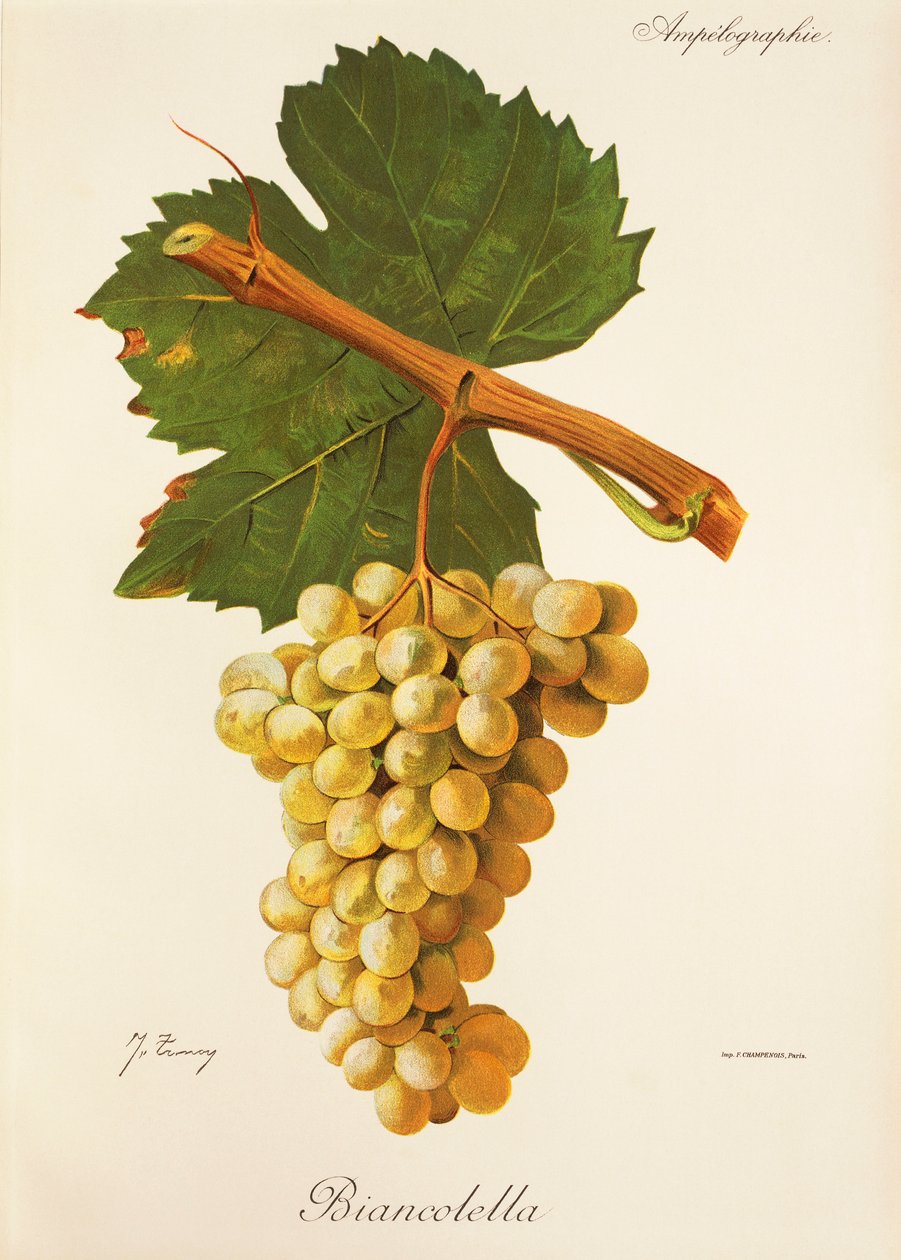 Uva Biancolella de J. Troncy de Jules Troncy