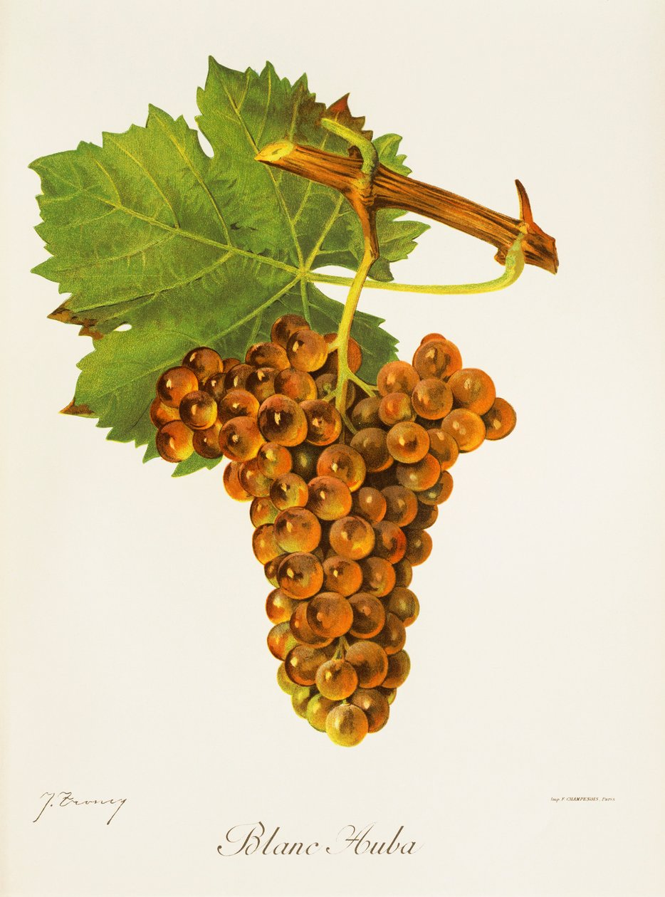 Uva Auba Blanc de J. Troncy de Jules Troncy