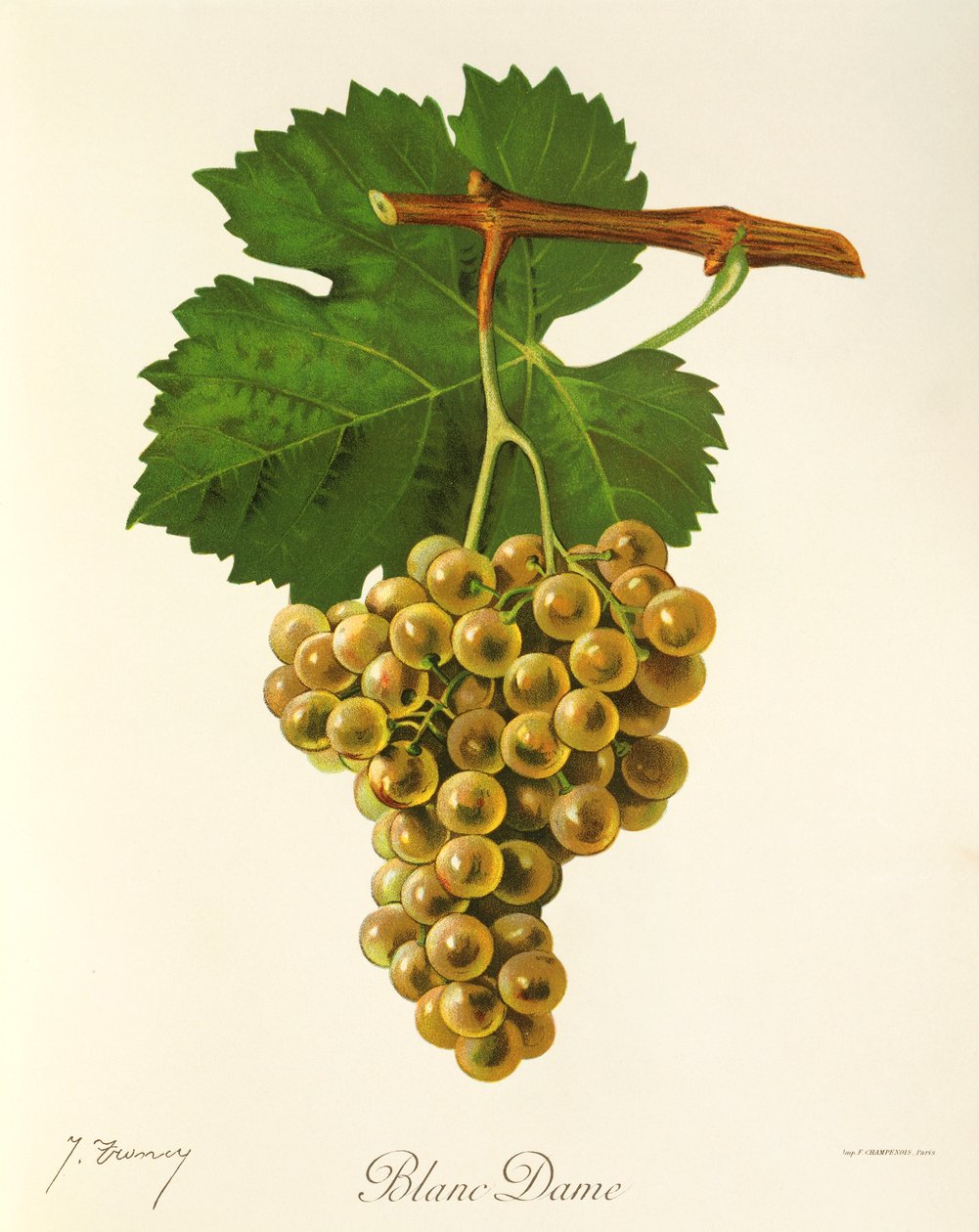 Uva Blanc Dame de J. Troncy de Jules Troncy