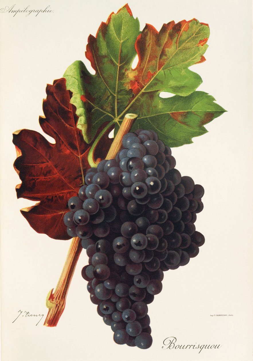 Uva Bourrisquou de J. Troncy de Jules Troncy
