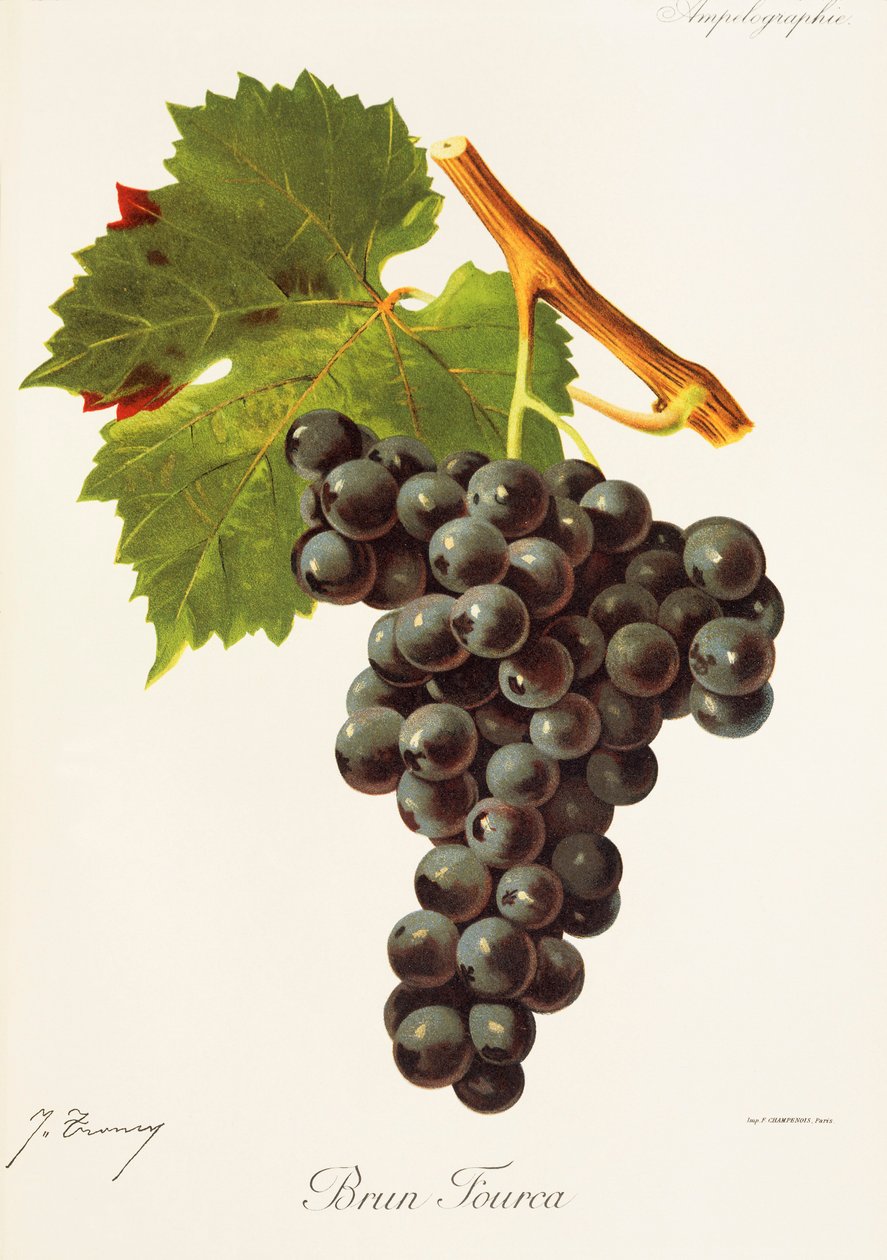 Uva Brun Fourca de J. Troncy de Jules Troncy