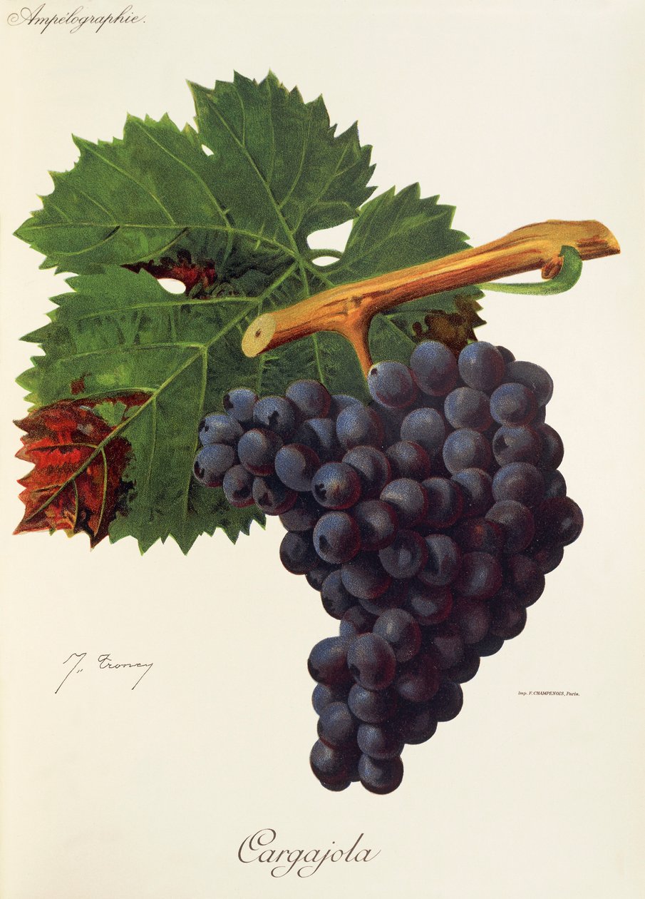 Uva Cargajola de J. Troncy de Jules Troncy