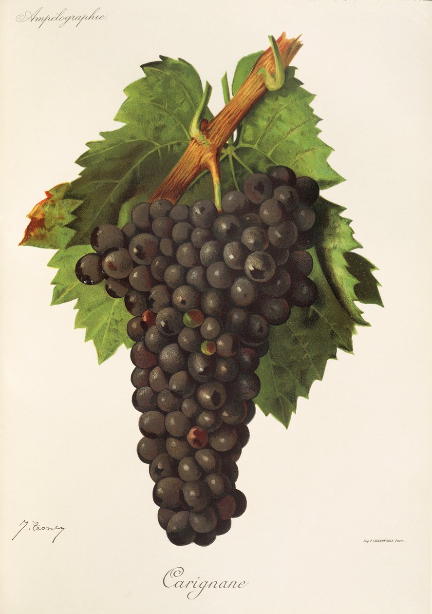 Uva Carignane de J. Troncy de Jules Troncy