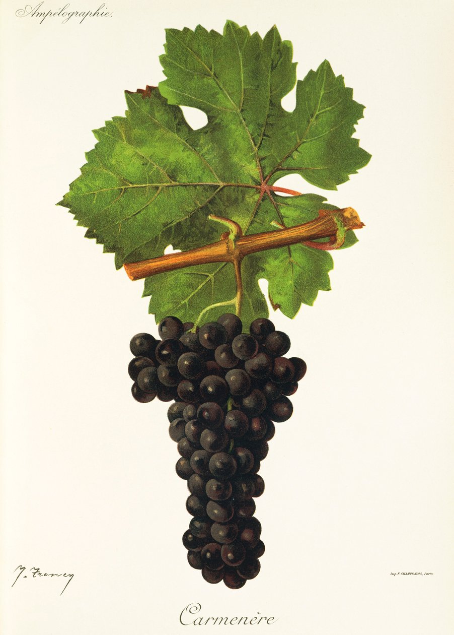 Uva Carménère de J. Troncy de Jules Troncy