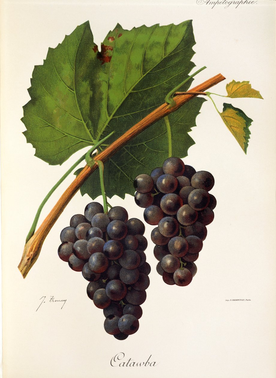 Uva Catawba de J. Troncy de Jules Troncy