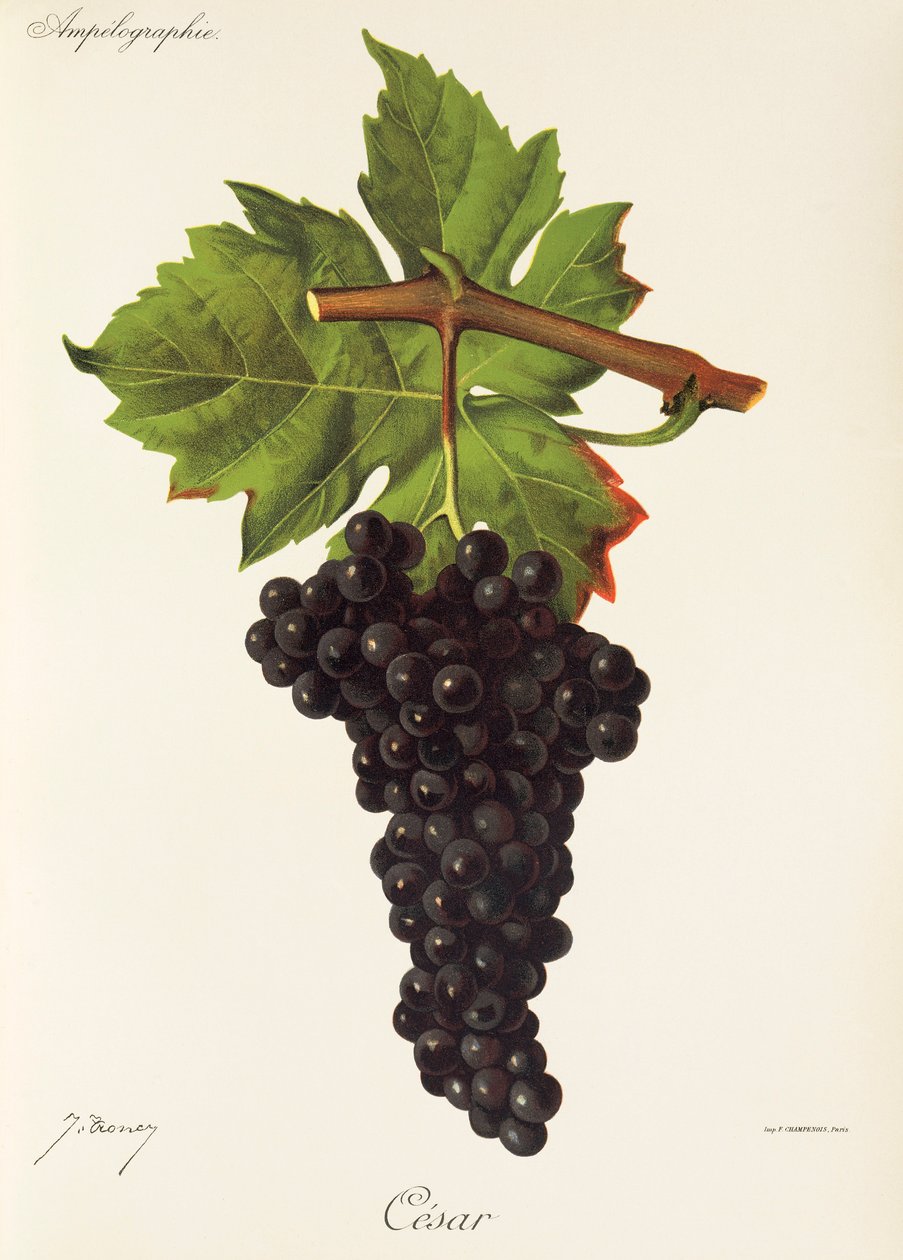 Uva César por J. Troncy de Jules Troncy