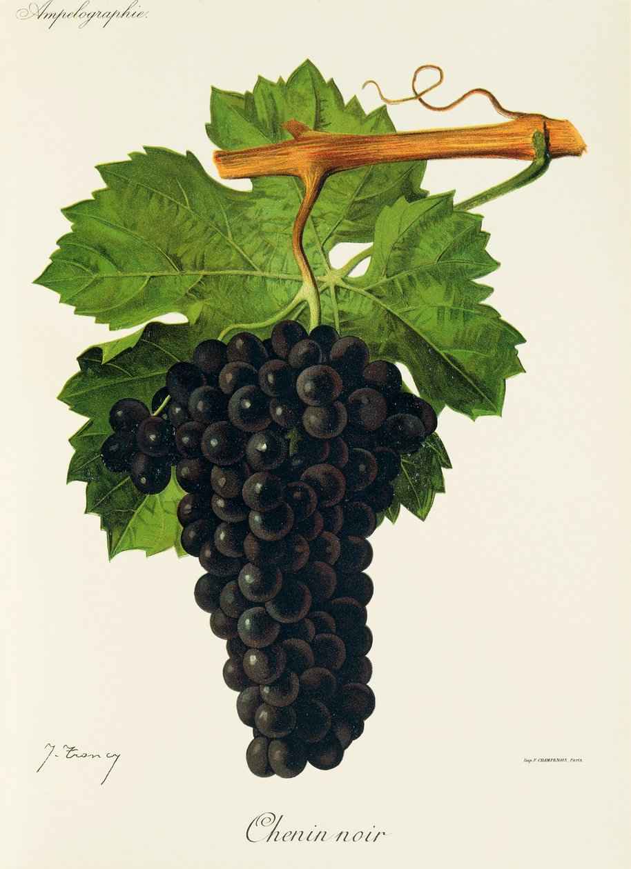 Uva Chenin Noir de J. Troncy de Jules Troncy