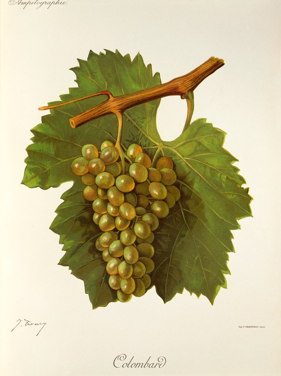 Uva Colombard por J. Troncy de Jules Troncy