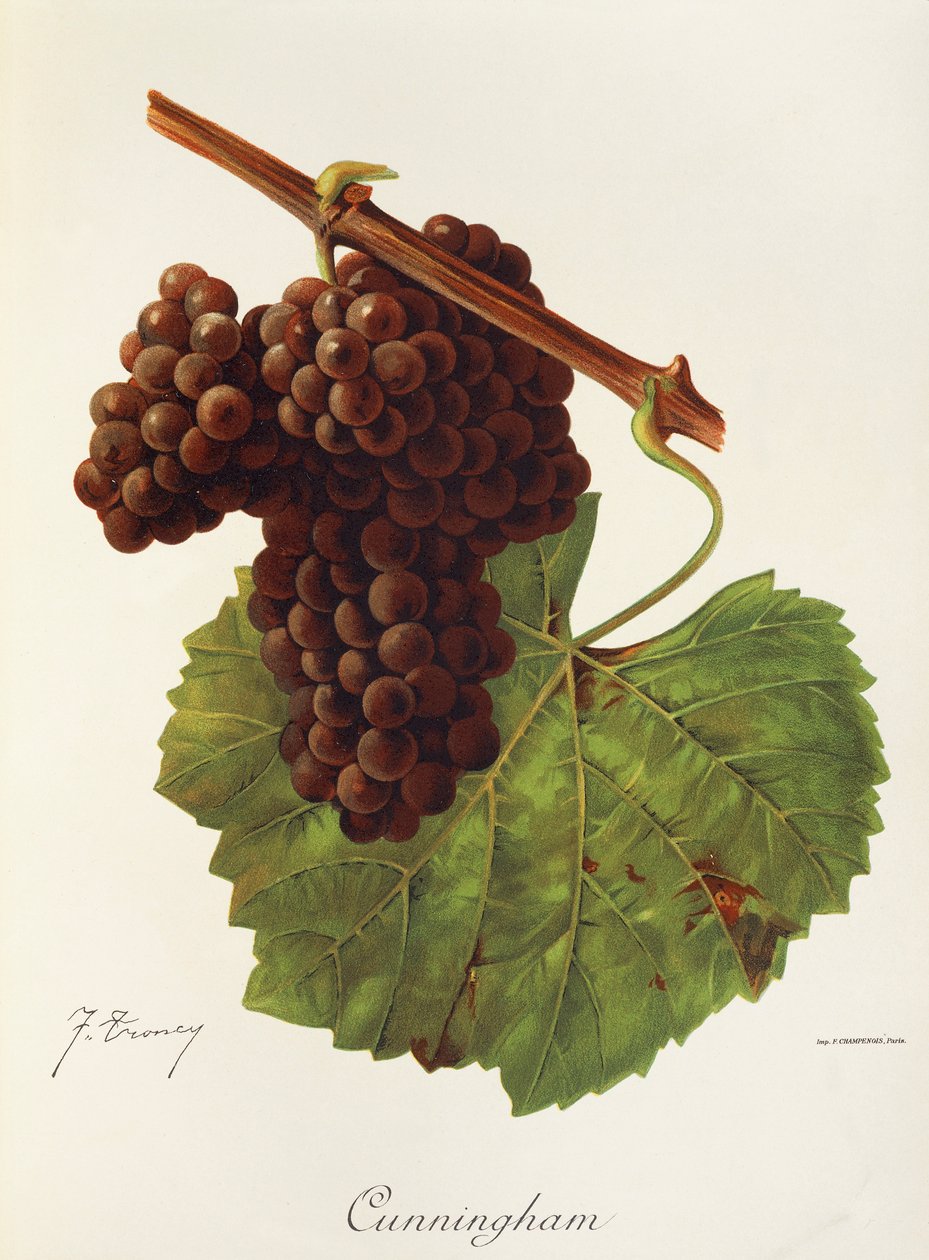 Uva Cunningham por J. Troncy de Jules Troncy