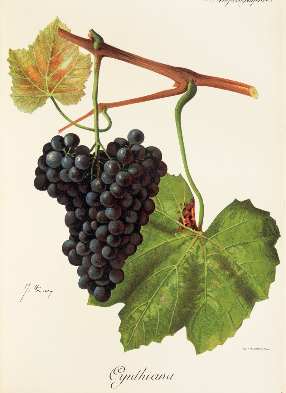 Uva Cynthiana de J. Troncy de Jules Troncy