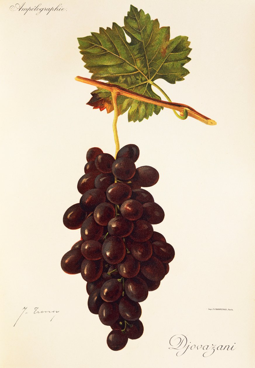Uva Djovazani de J. Troncy de Jules Troncy