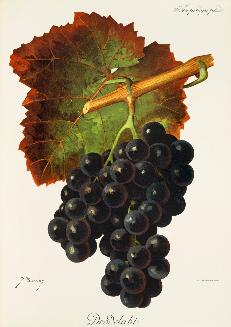 Uva Drodelabi de J. Troncy de Jules Troncy