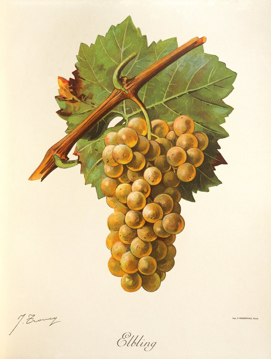 Elbling grape by J. Troncy de Jules Troncy