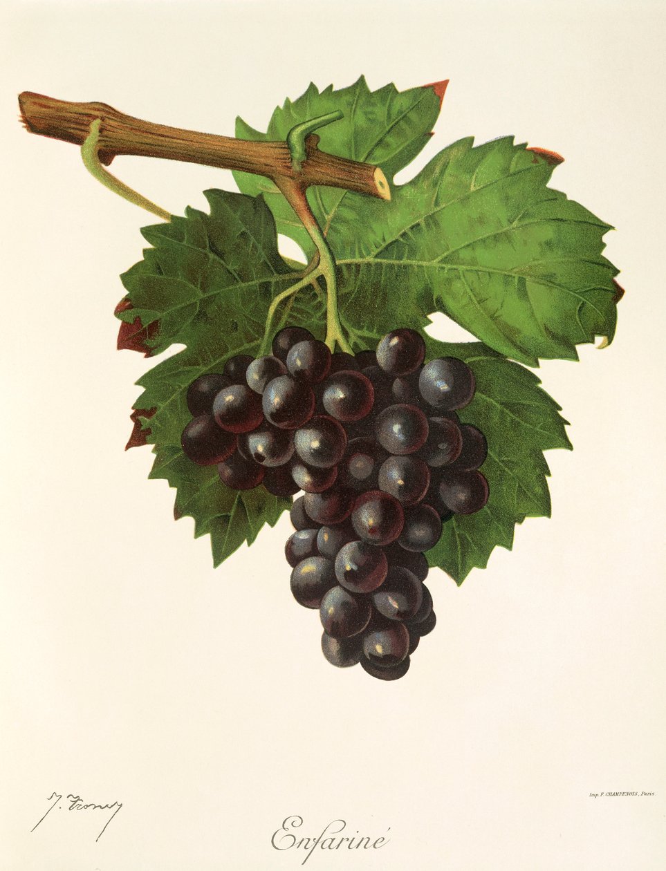 Uva "Enfarine" de J. Troncy de Jules Troncy