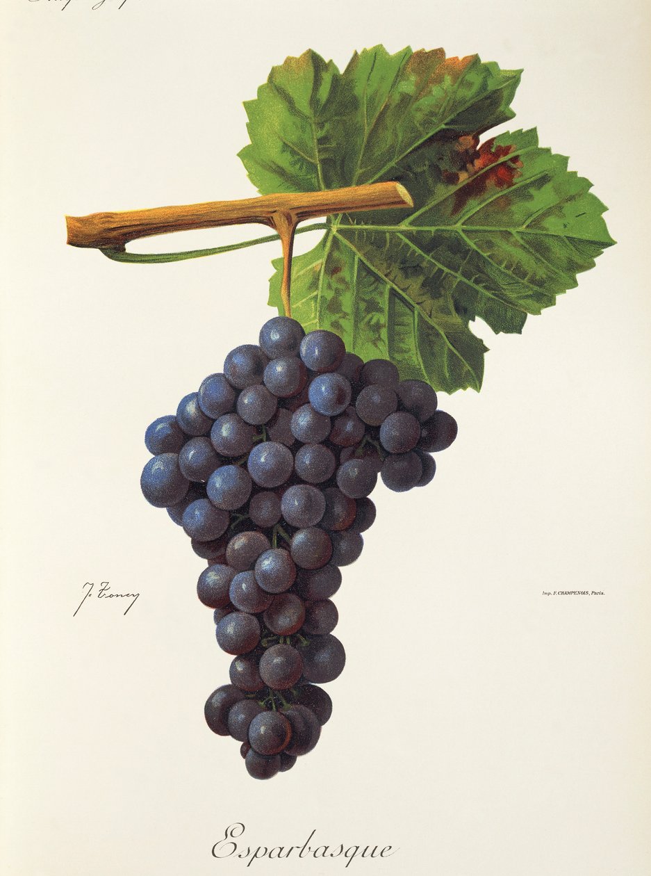 Uva esparbásica de J. Troncy de Jules Troncy