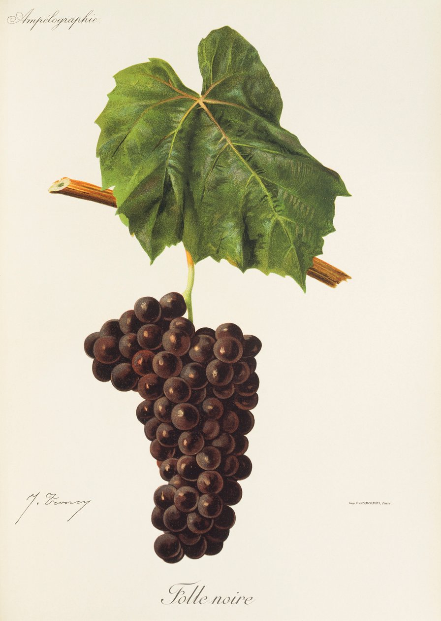 Uva Folle Noire de J. Troncy de Jules Troncy