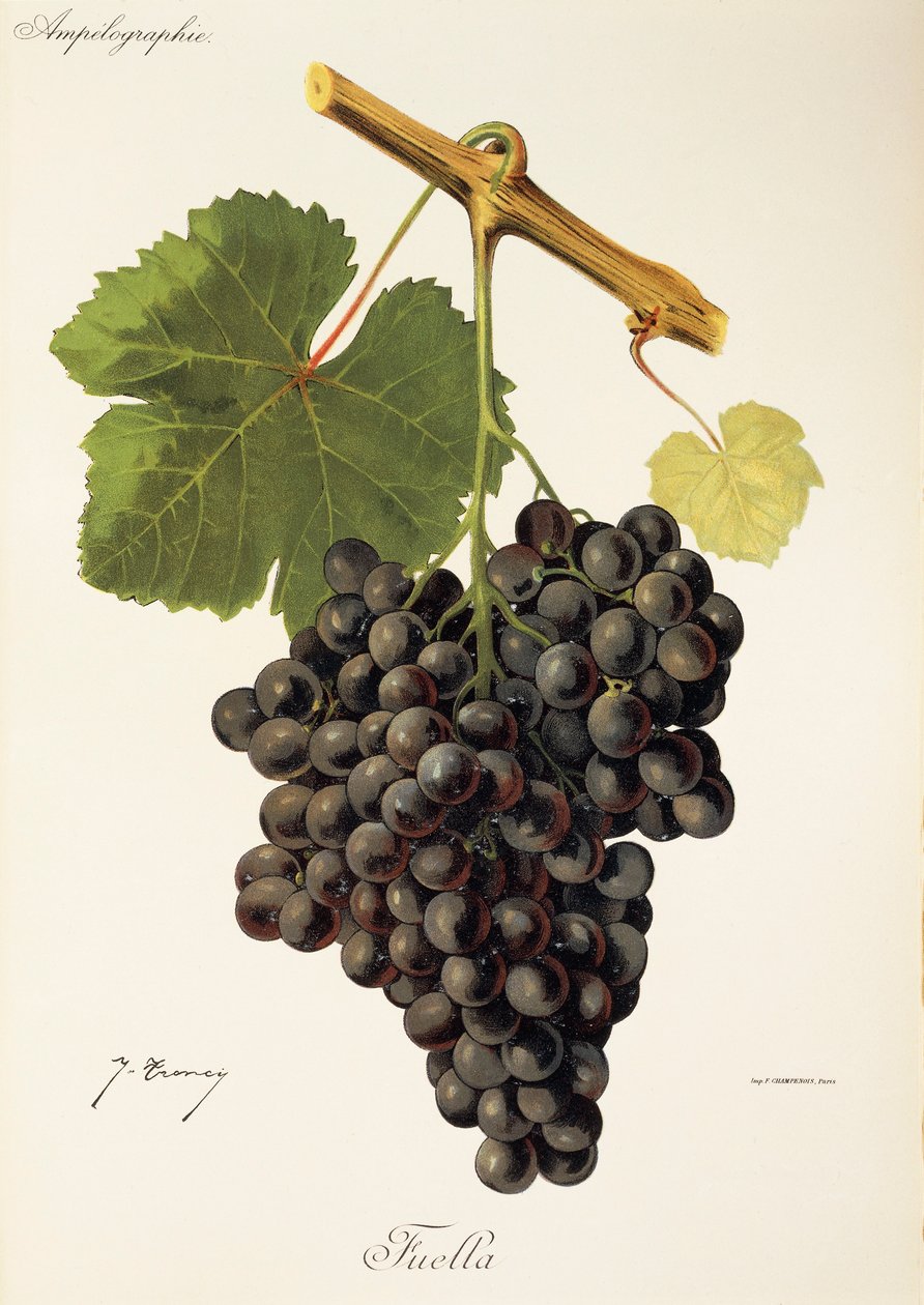 Uva Fuella de J. Troncy de Jules Troncy