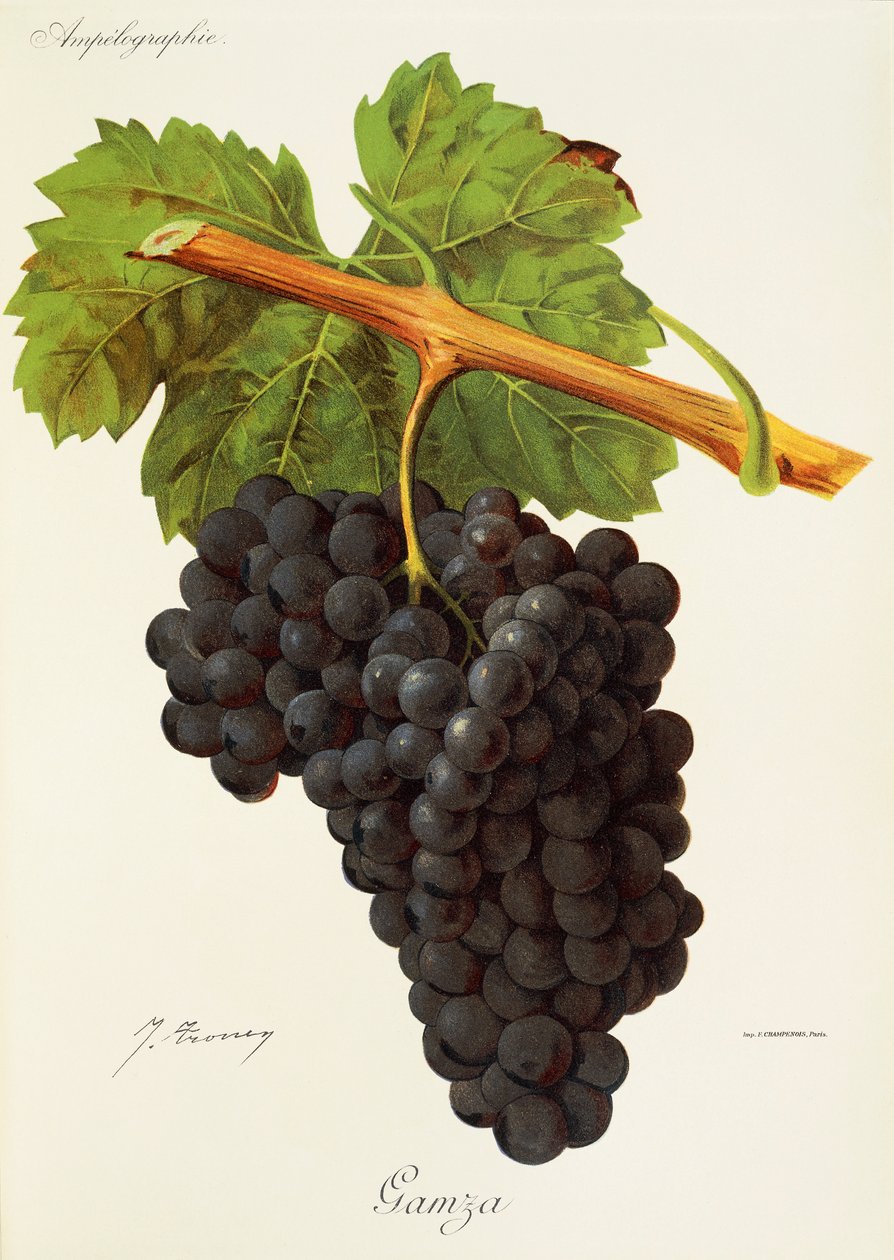 Uva Gamza de J. Troncy de Jules Troncy