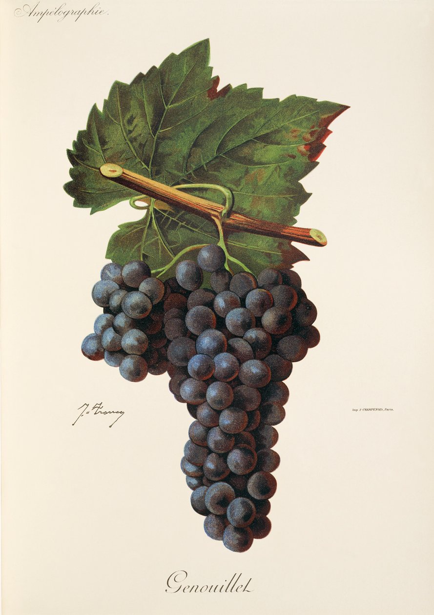 Uva Genouillet de J. Troncy de Jules Troncy