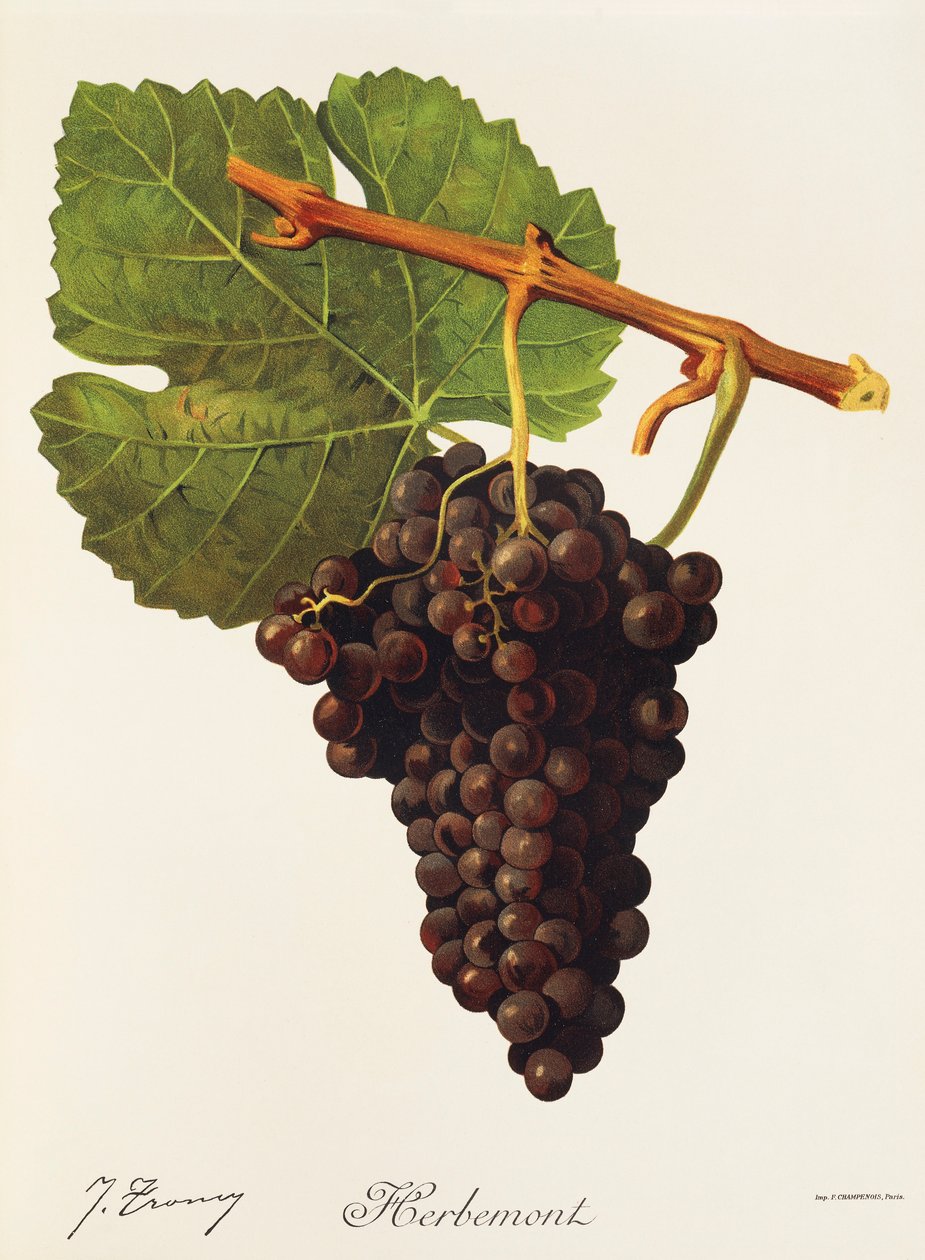 Uva Herbemont por J. Troncy de Jules Troncy
