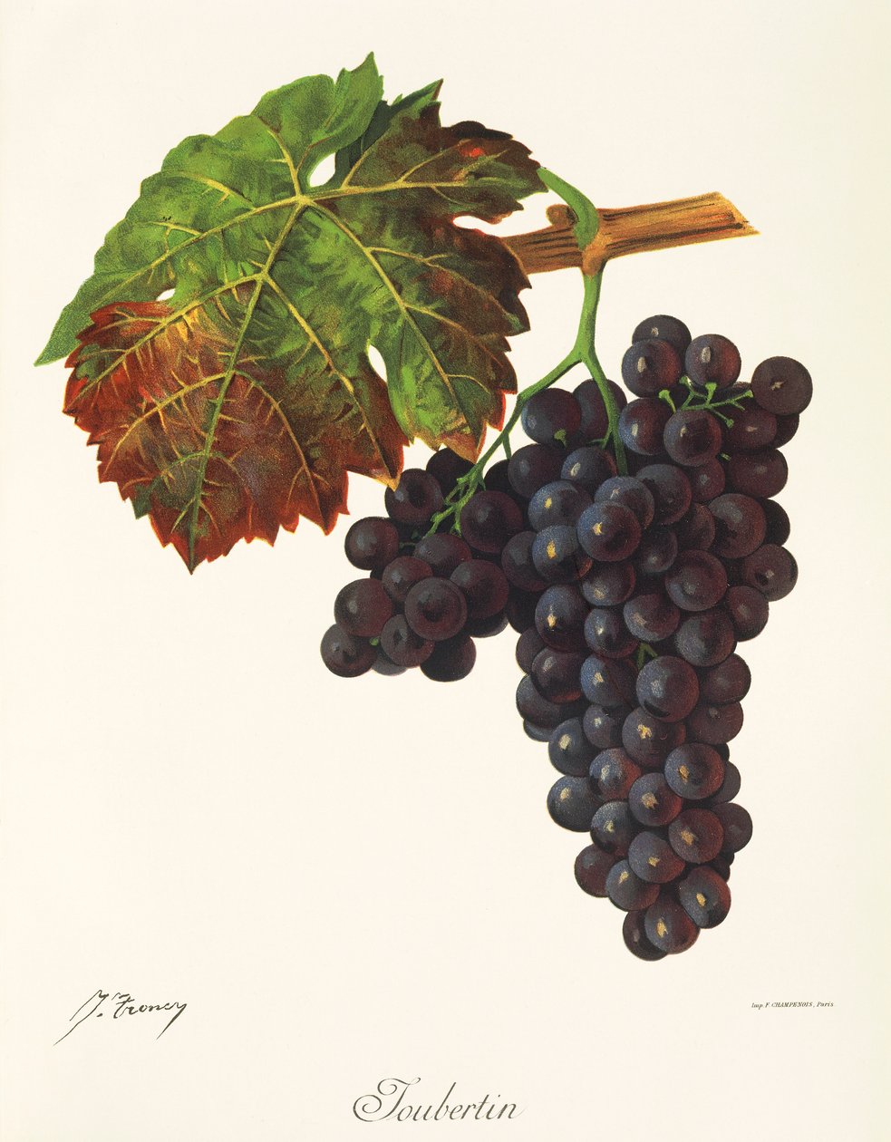 Uva Joubertin de J. Troncy de Jules Troncy