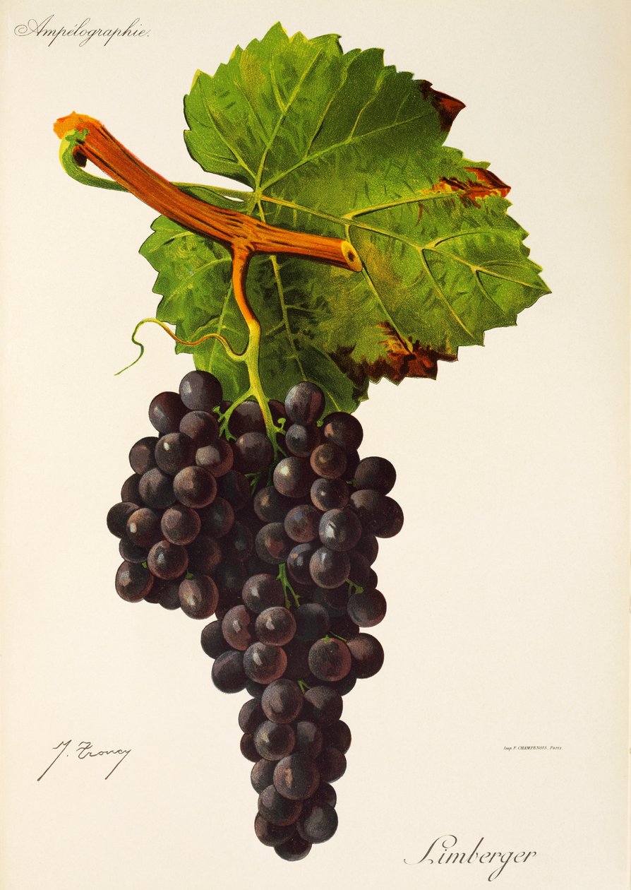 Uva Limberger de J. Troncy de Jules Troncy