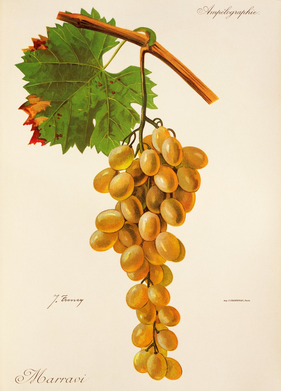 Uva Marravi por J. Troncy de Jules Troncy