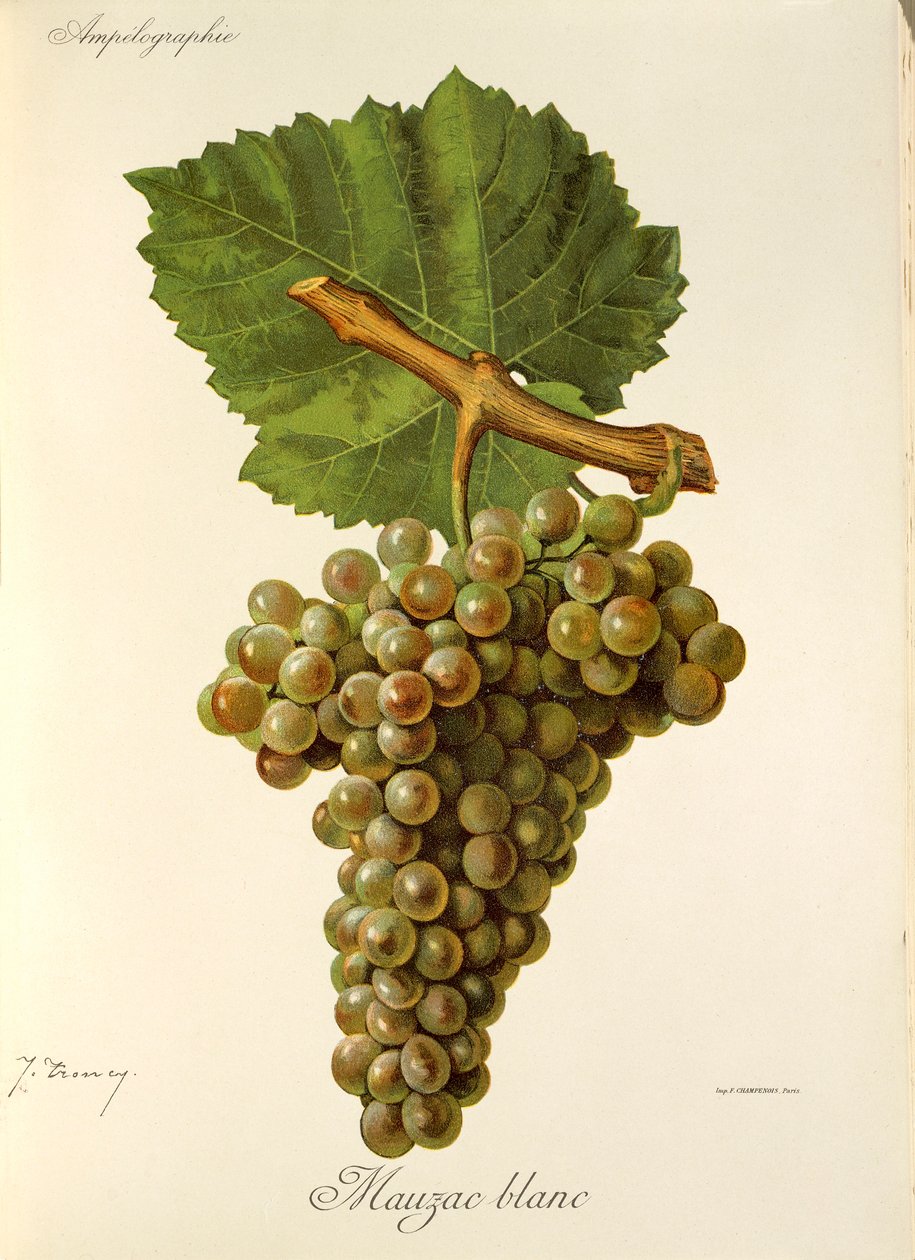 Uva Mauzac Blanc de J. Troncy de Jules Troncy