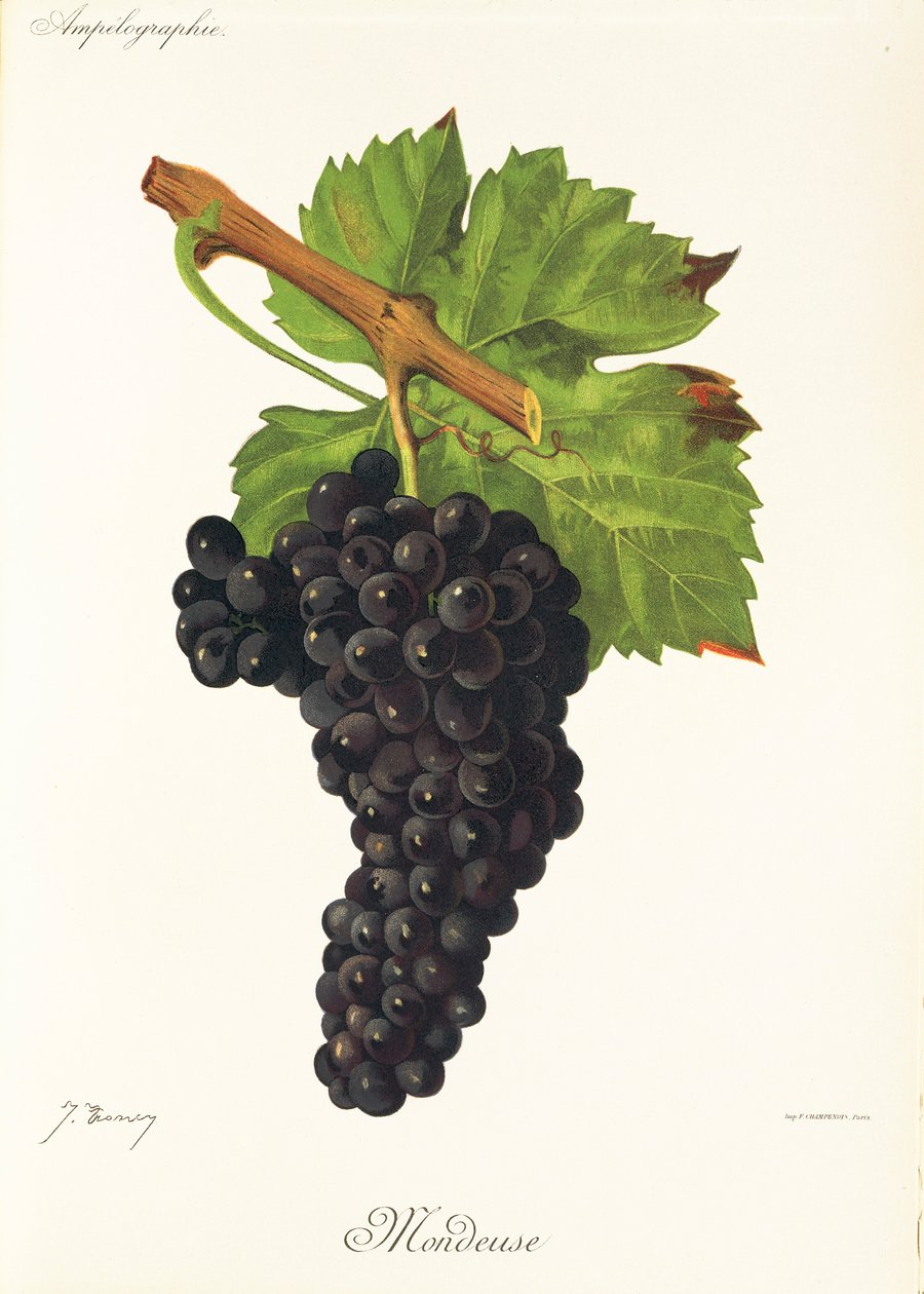 Mondeuse grape by J. Troncy de Jules Troncy