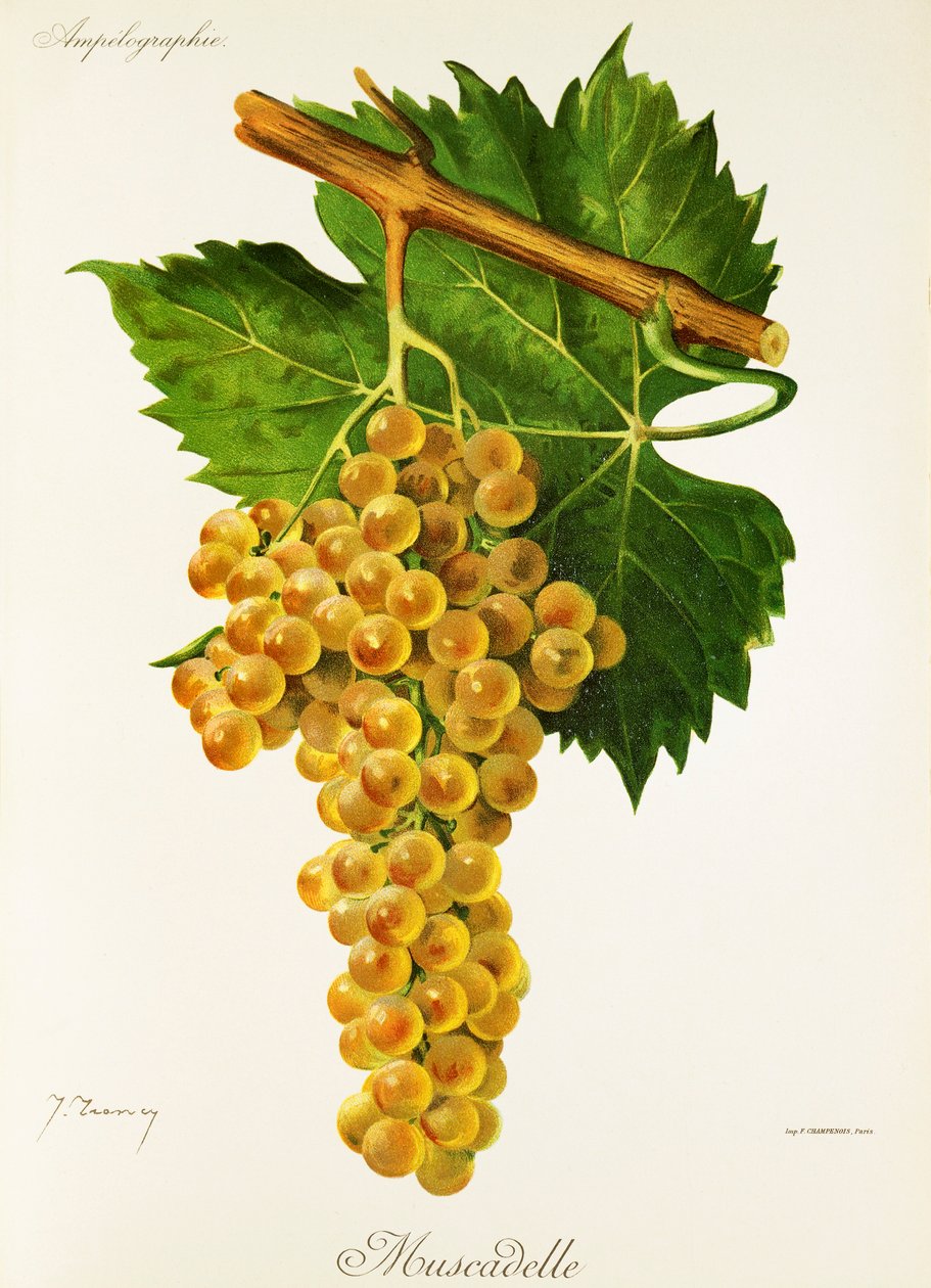 Uva Muscadelle de J. Troncy de Jules Troncy