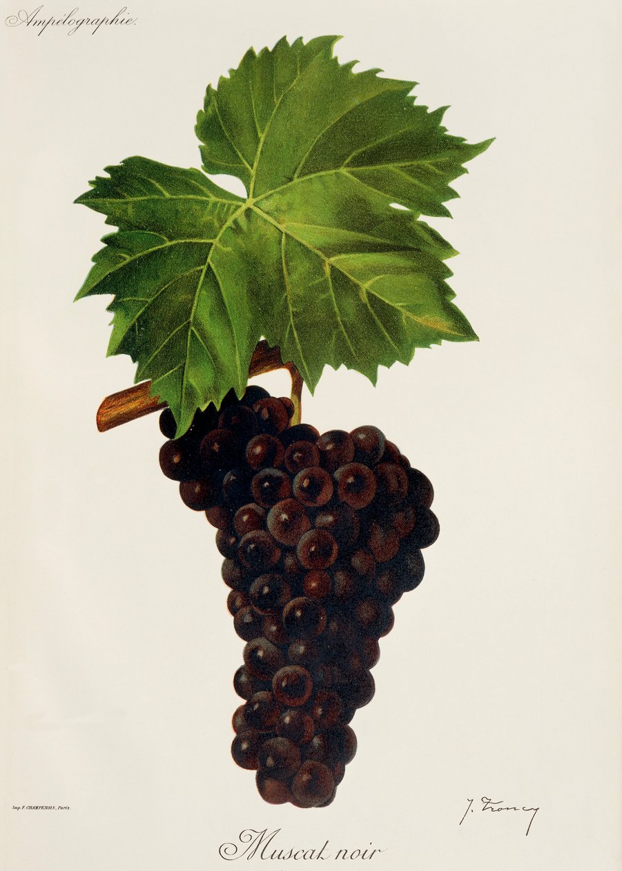 Uva Muscat Noir de J. Troncy de Jules Troncy
