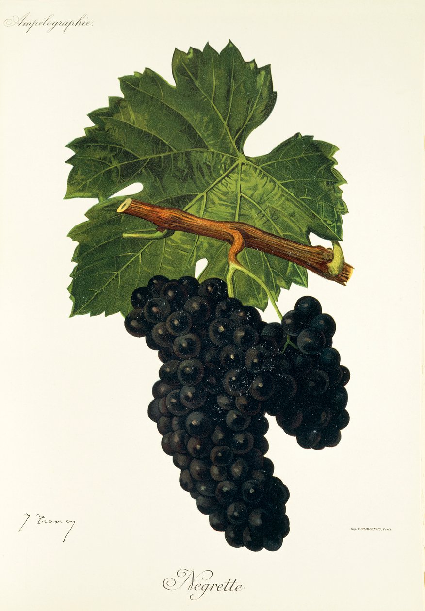 Uva Negrette de J. Troncy de Jules Troncy