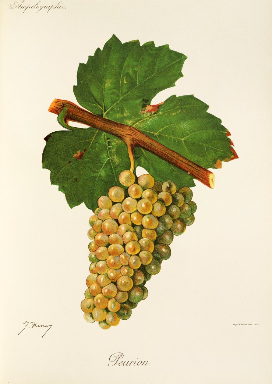 Uva Peurion de J. Troncy de Jules Troncy