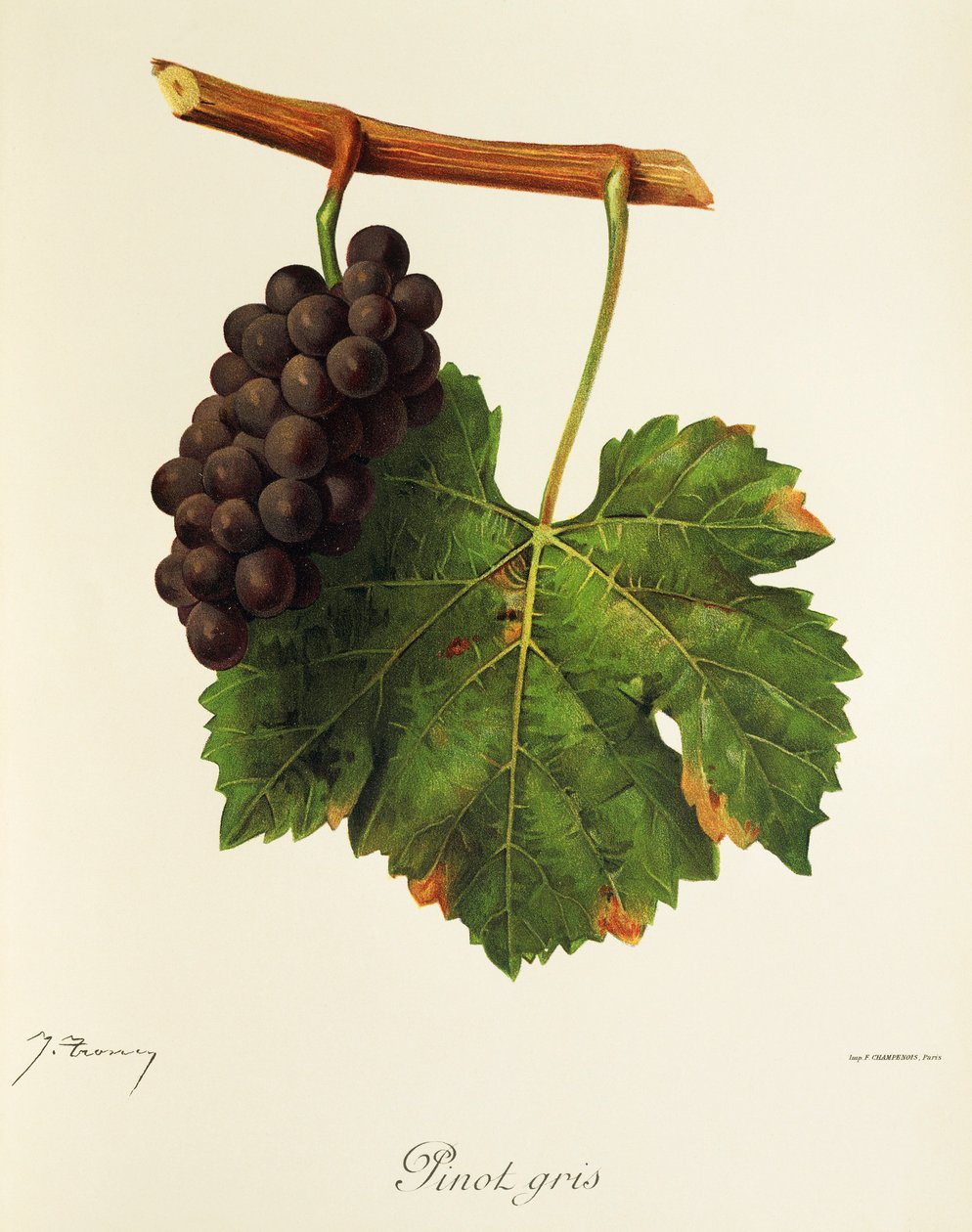 Uva Pinot Gris por J. Troncy de Jules Troncy
