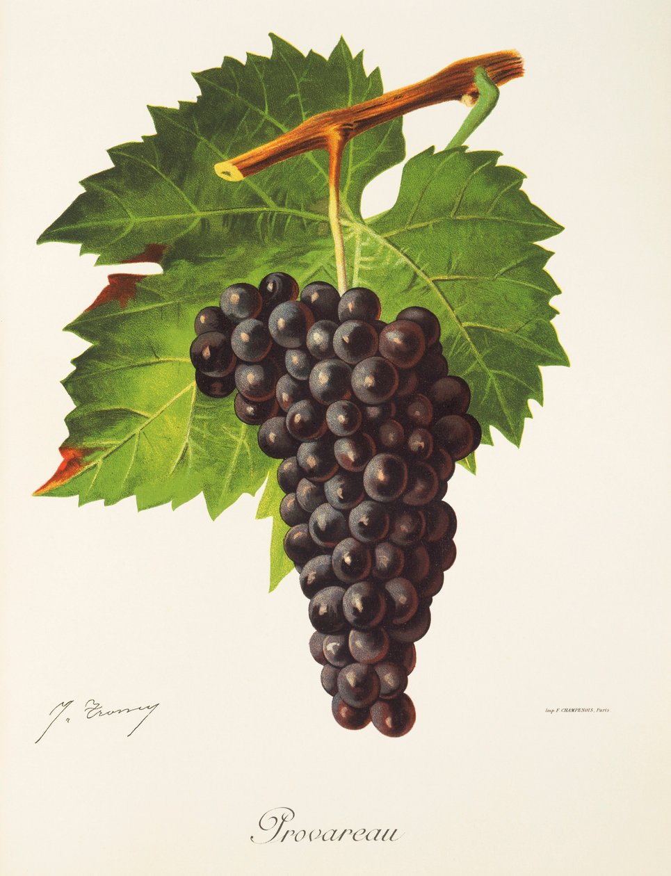Uva Provareau por J. Troncy de Jules Troncy