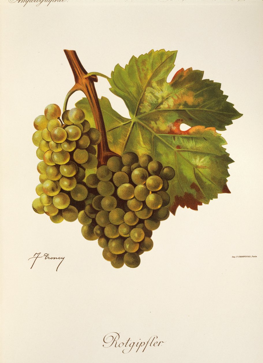 Uva Rotgipfter de J. Troncy de Jules Troncy