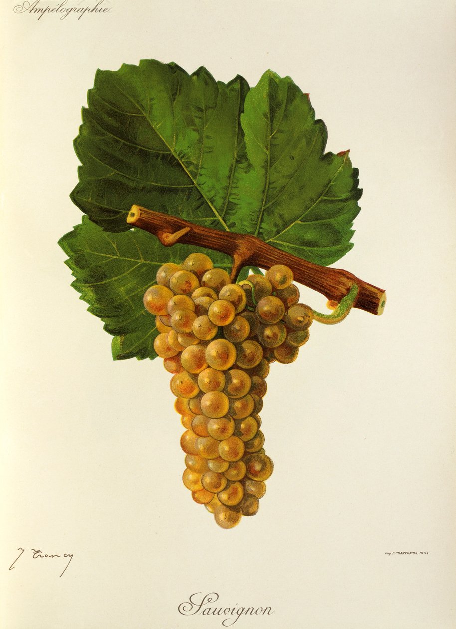 Uva Sauvignon por J. Troncy de Jules Troncy