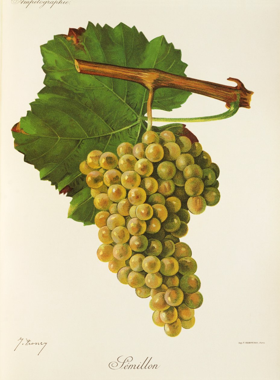 Uva Semillon por J. Troncy de Jules Troncy