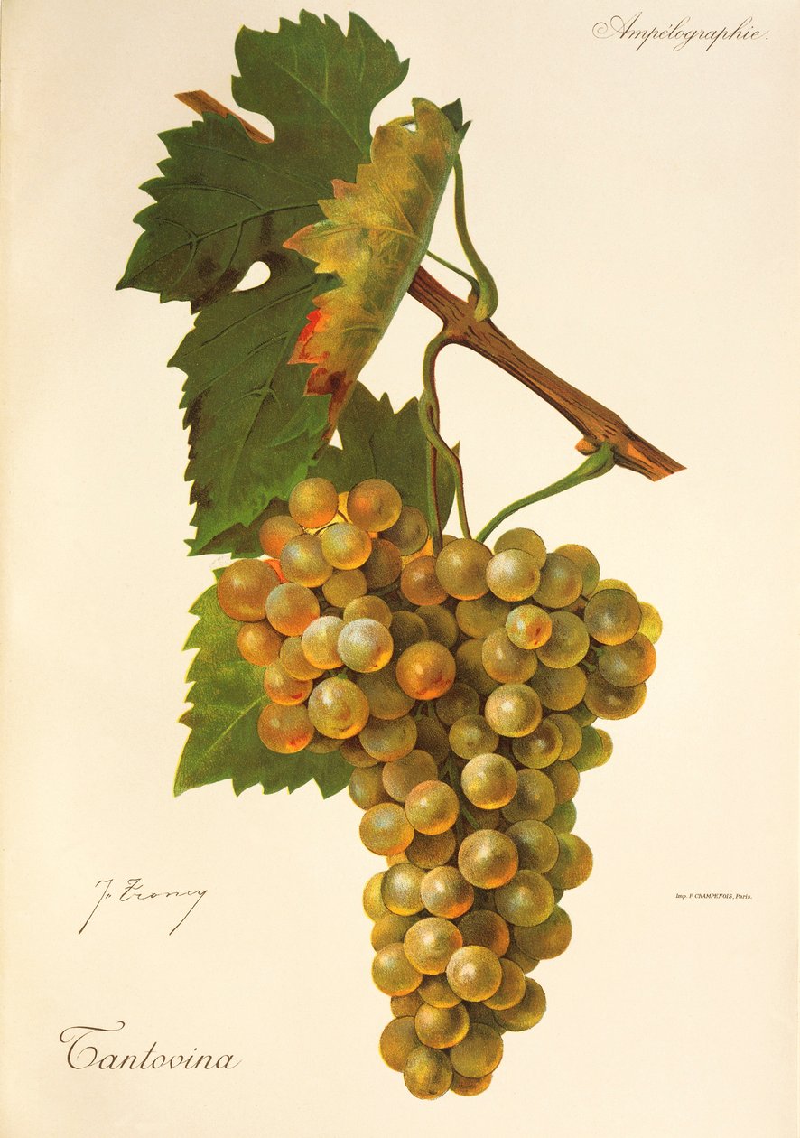 Tantovina grape by J. Troncy de Jules Troncy