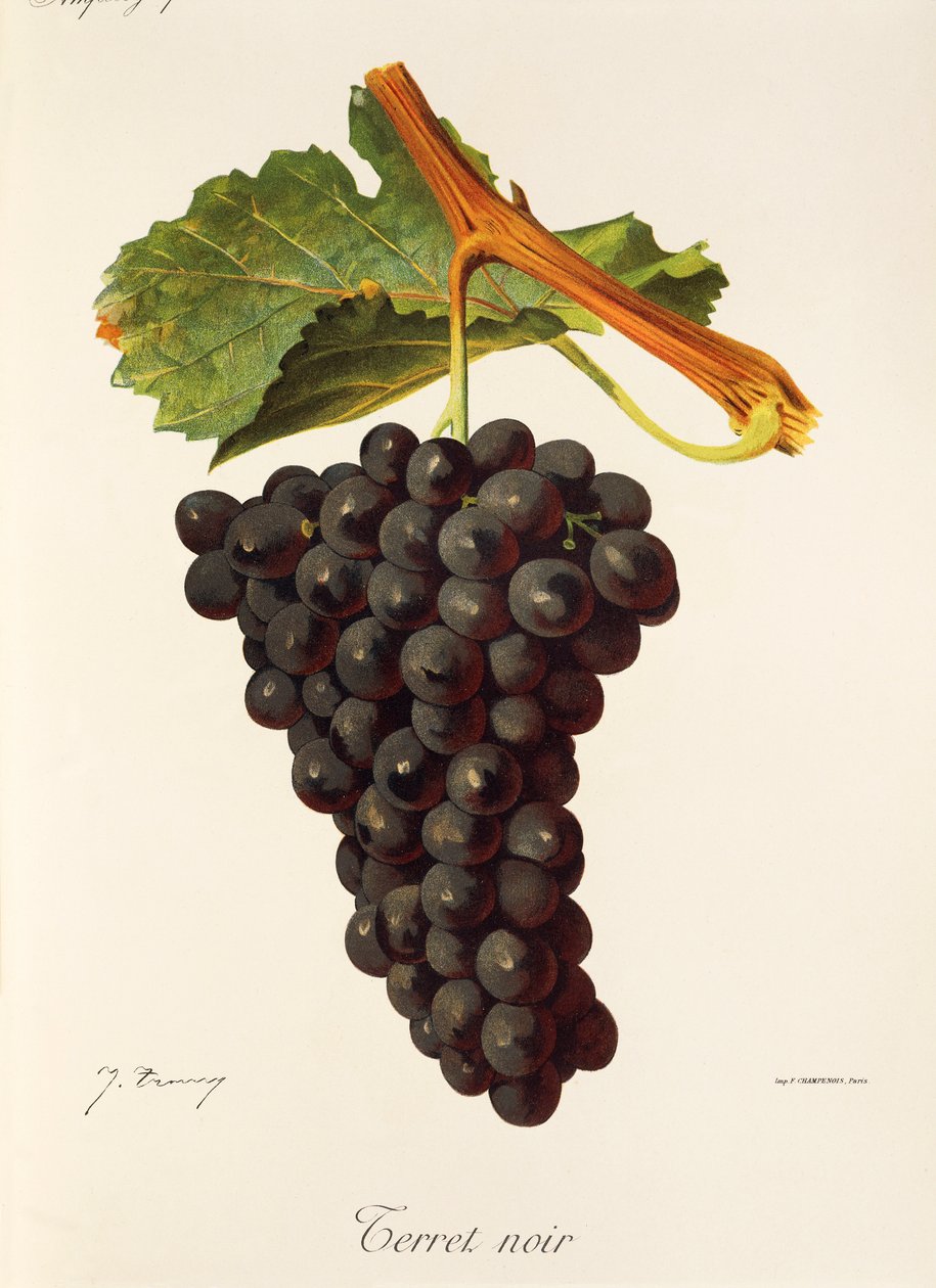 Uva Terret Noir de J. Troncy de Jules Troncy