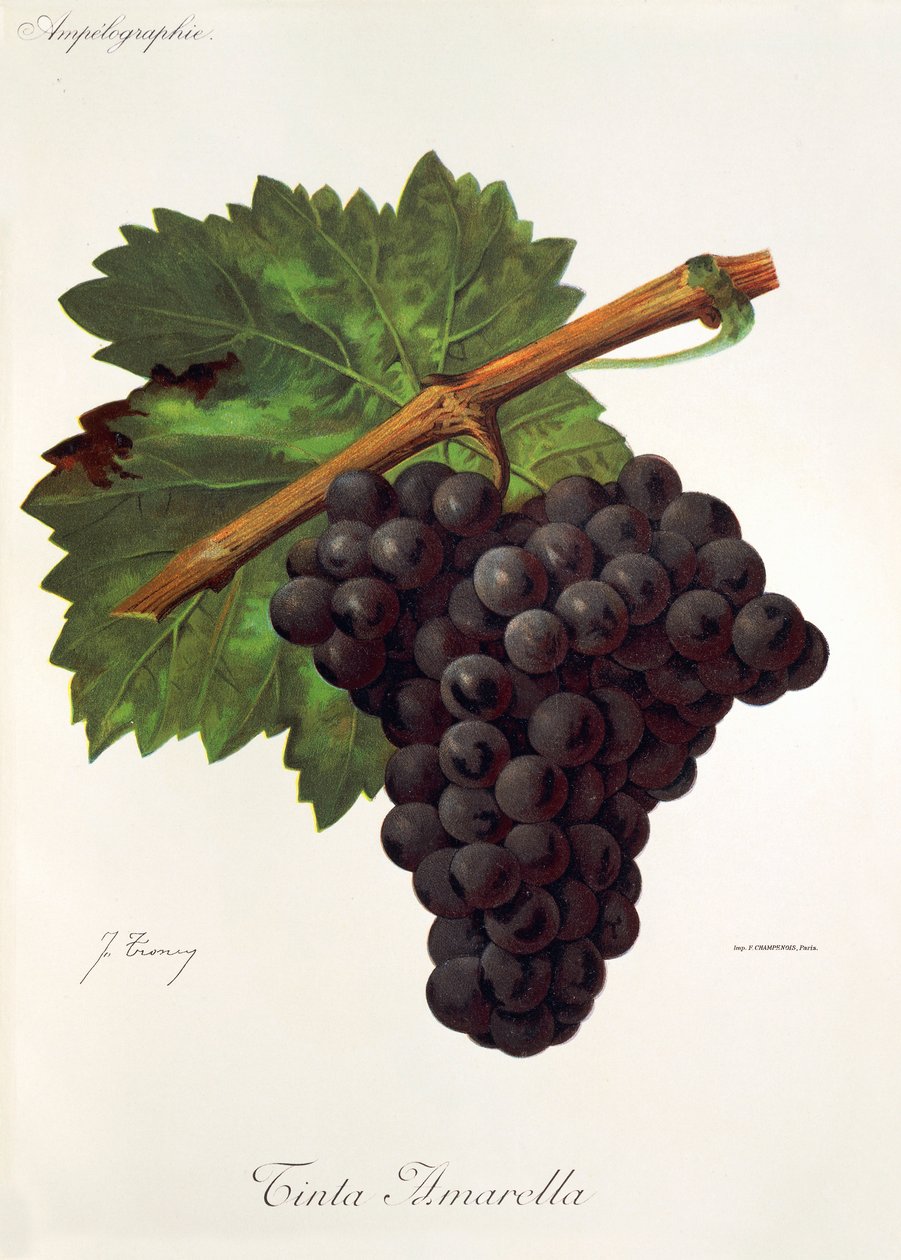 Uva vermelha amarela por J. Troncy de Jules Troncy