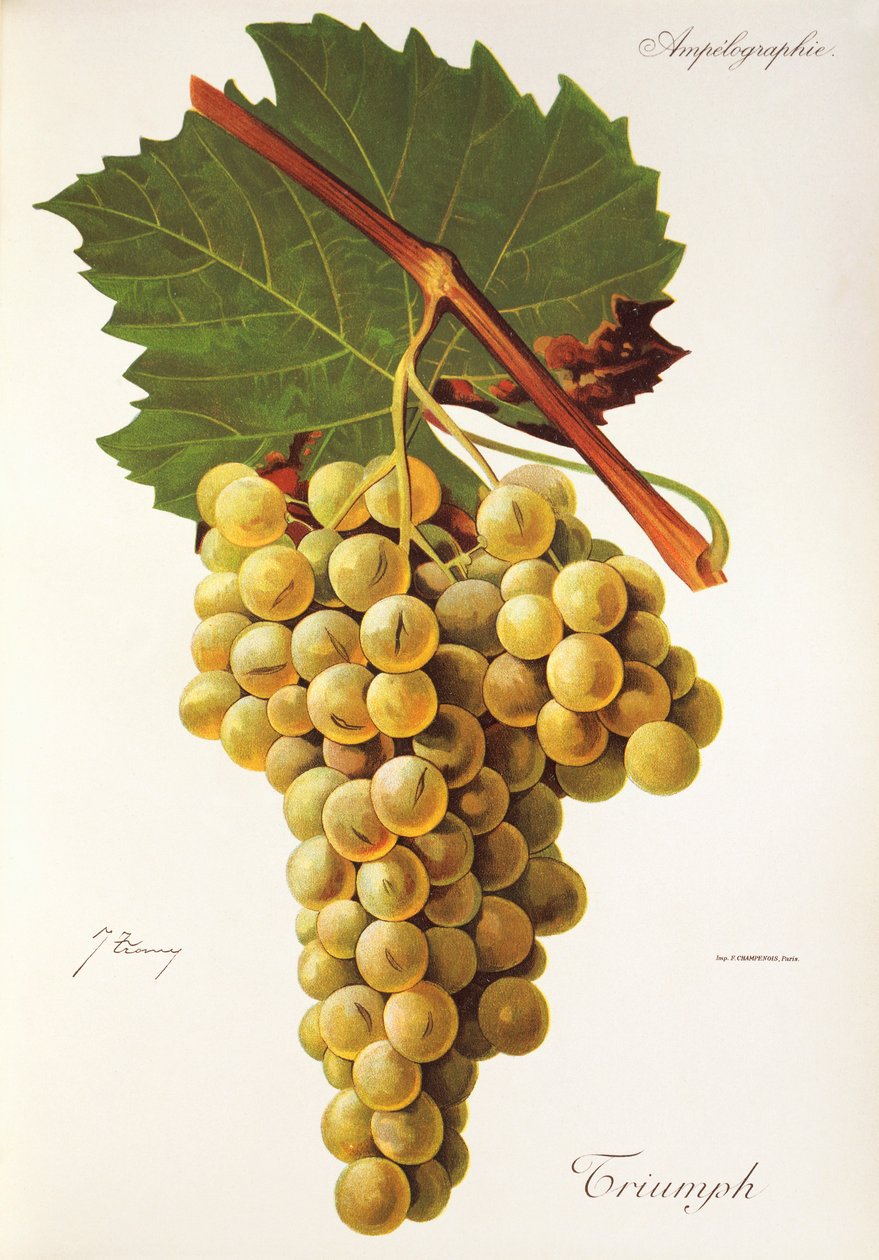 Uva triunfante por J. Troncy de Jules Troncy