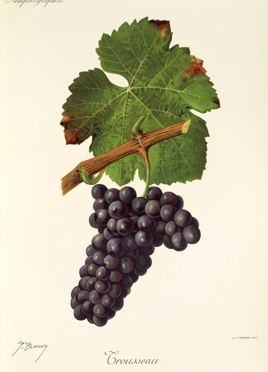 Uva Trousseau por J. Troncy de Jules Troncy