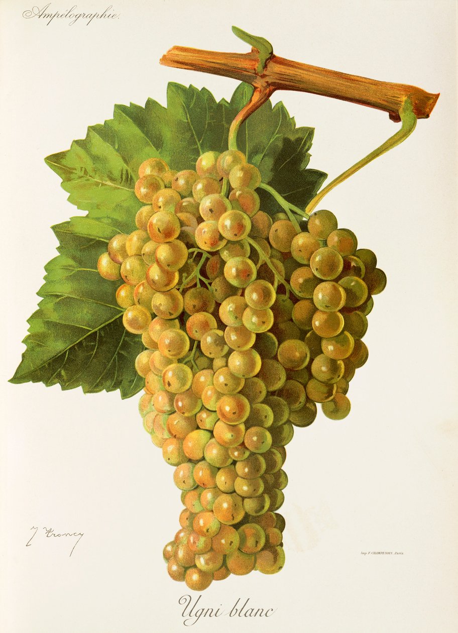 Uva Ugni Blanc de J. Troncy de Jules Troncy