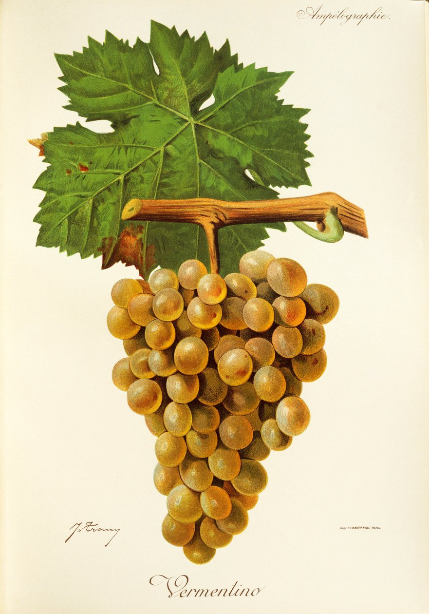 Uva Vermentino de J. Troncy de Jules Troncy