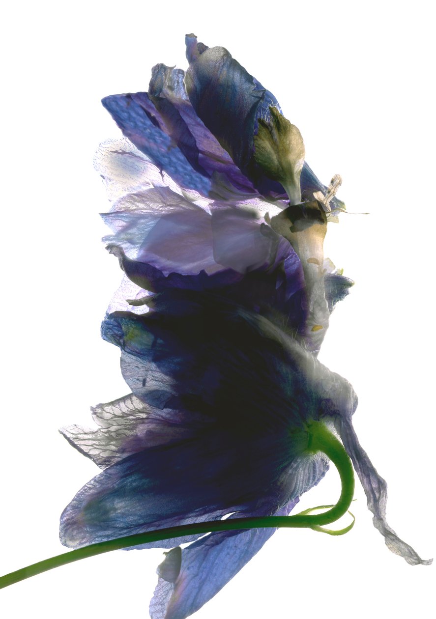 Delphinium Dance, 2009, (digital photogram, impressão digital original) de Julia McLemore